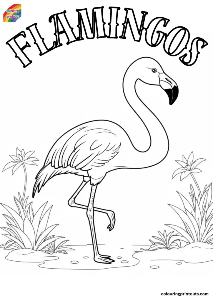 Colouring Pages Of Flamingos