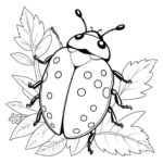 Ladybird Coloring Page