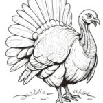 Color pages of turkeys printable (5)