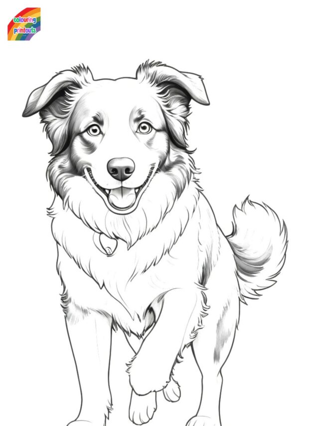 Border Collie Colouring Pages