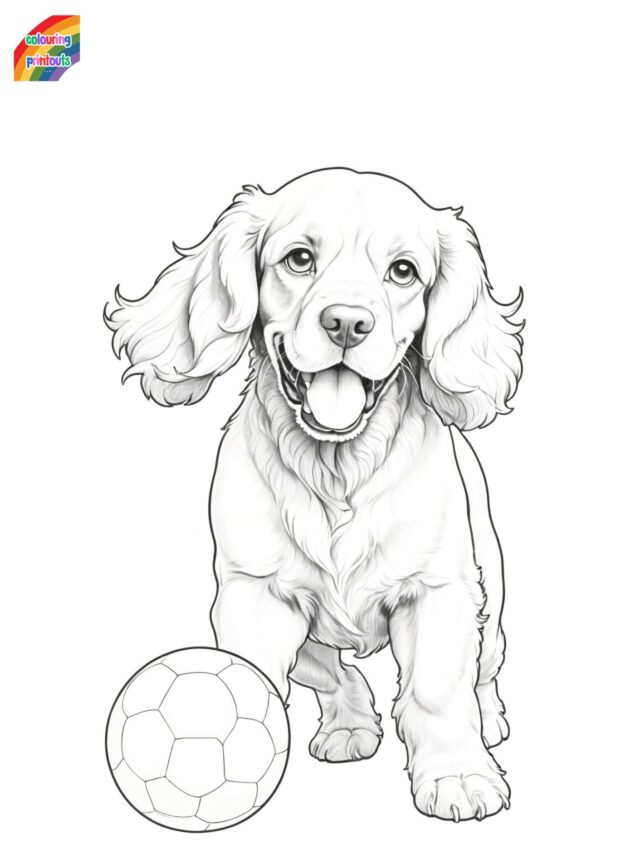 Cocker Spaniel Colouring Pages